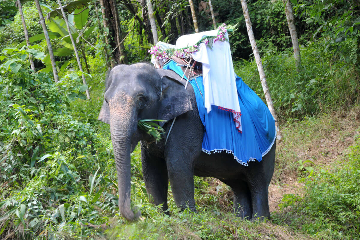 Elephant Back Venue